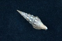 藏品(白瘤捲管螺)的圖片